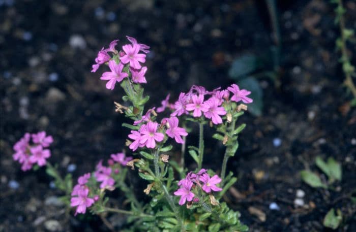 alpine balsam