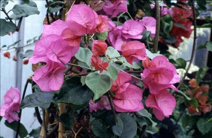 bougainvillea 'Poulton's Special'