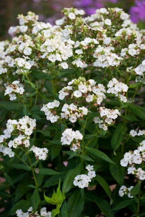 perennial phlox 'Jade'