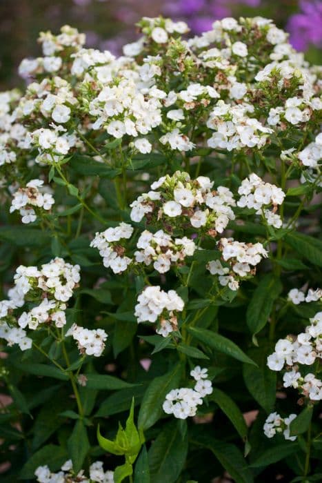 Perennial phlox 'Jade'