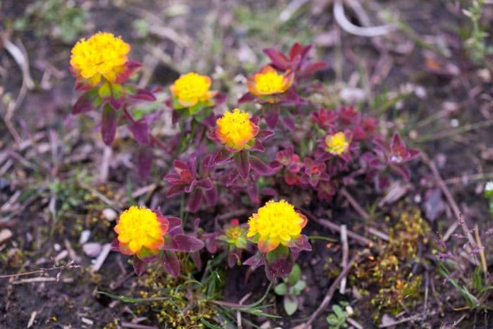 cushion spurge 'Bonfire'