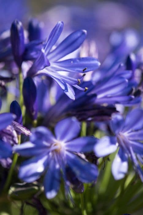 African lily 'African Skies'