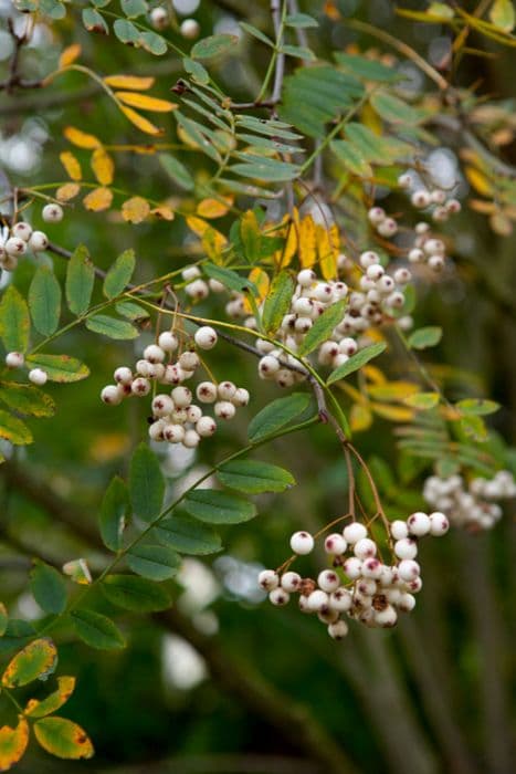 Forrest's rowan