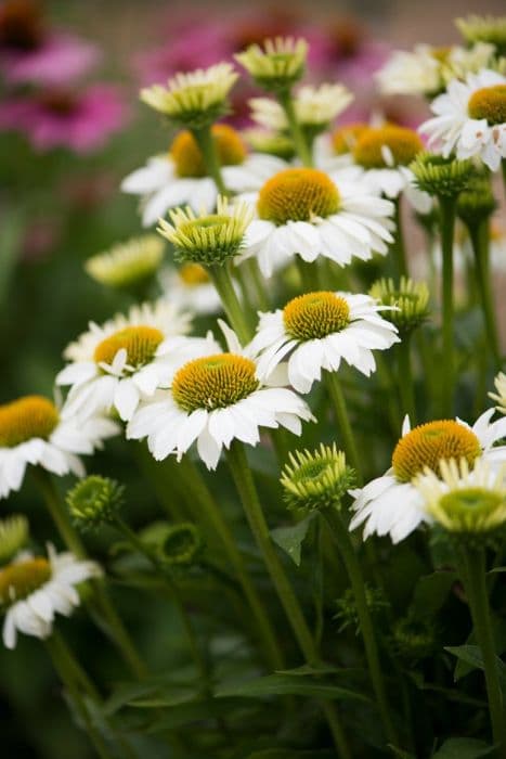 coneflower 'Papallo Compact White'