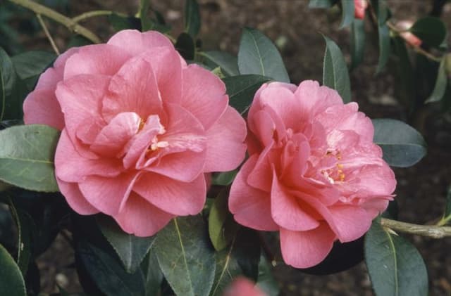 Camellia 'Elegant Beauty'
