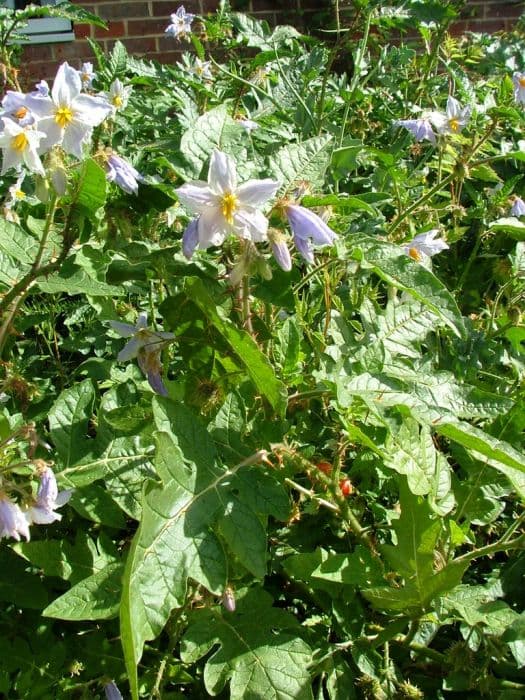 sticky nightshade