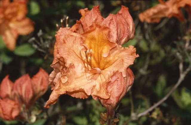 Rhododendron 'Doctor M. Oosthoek'