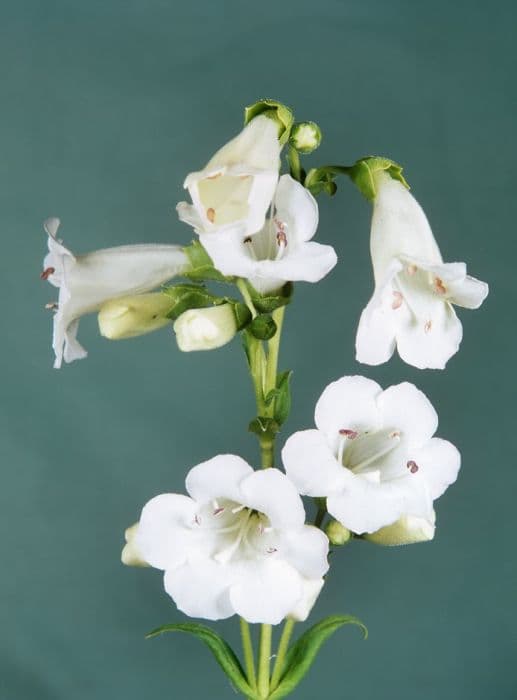 penstemon 'White Bedder'