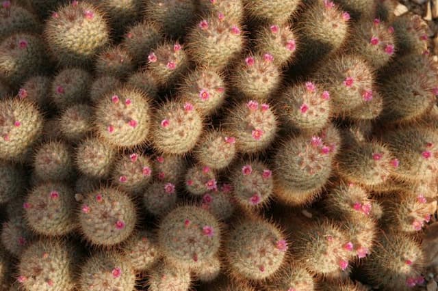 Silken pincushion cactus