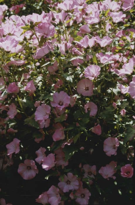 tree mallow 'Salmon Beauty'