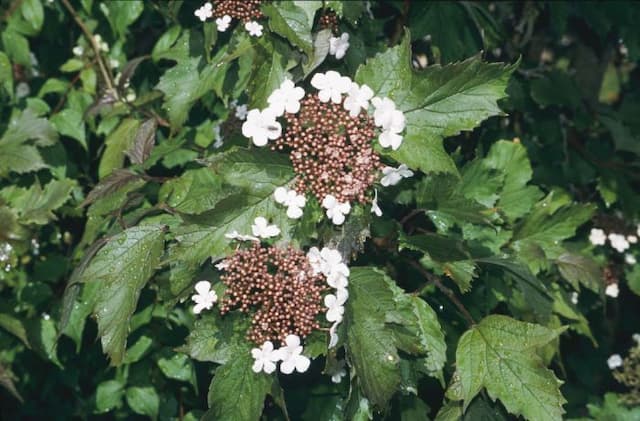 Sargent viburnum 'Onondaga'