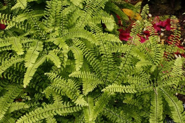 Aleutian maidenhair