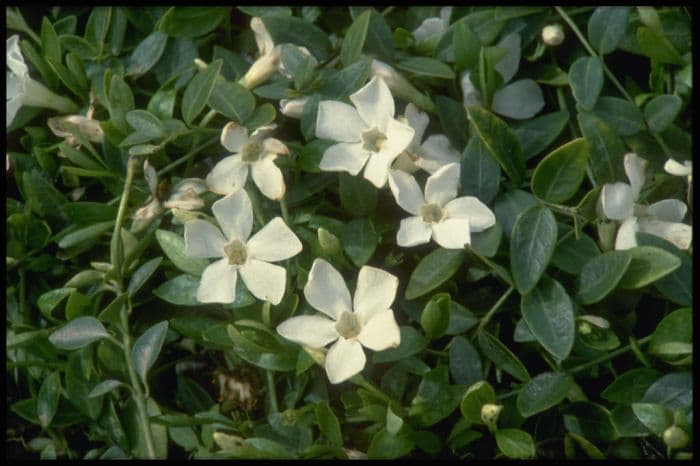 small white periwinkle 'Gertrude Jekyll'