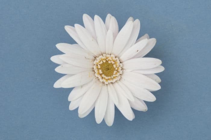 gerbera [Everlast White]