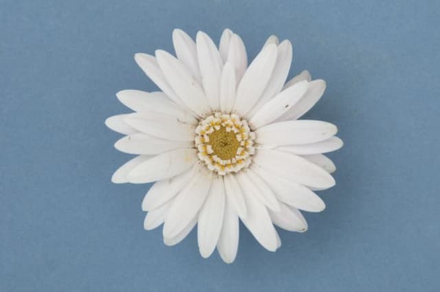 Gerbera [Everlast White]