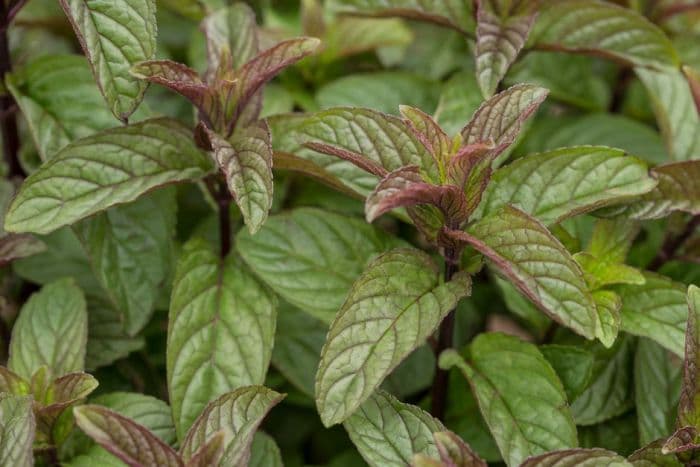 peppermint 'Black Mitcham'