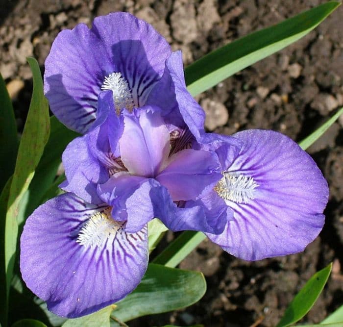 iris 'Peter James'