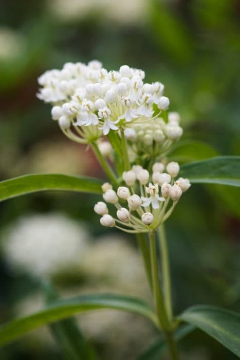 swamp milkweed 'Ice Ballet'