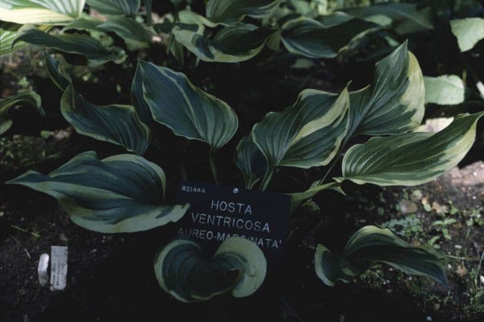 gold-edged blue plantain lily