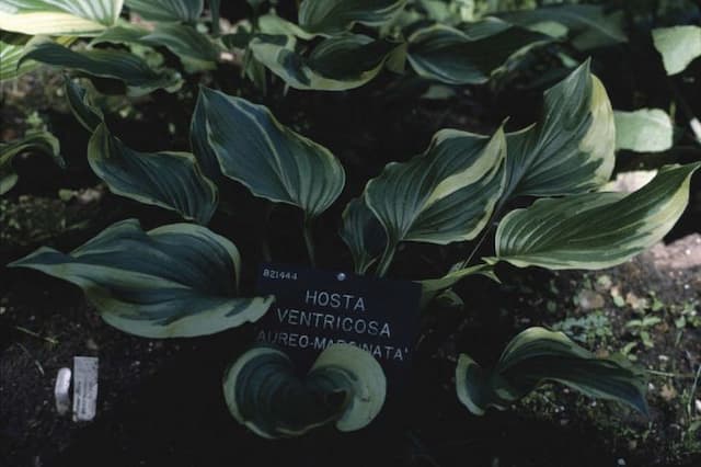 Gold-edged blue plantain lily