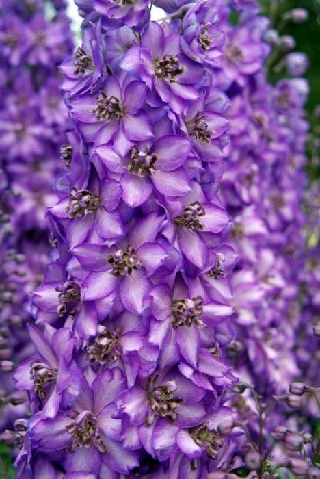 delphinium 'Franjo Sahin'