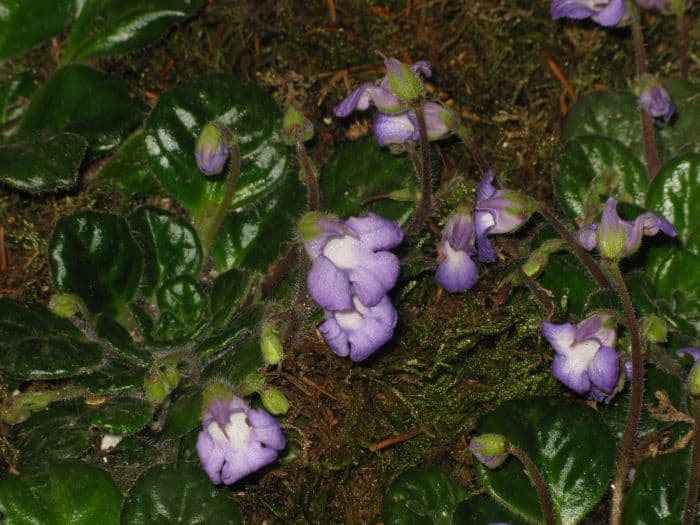 smaller petrocosmea