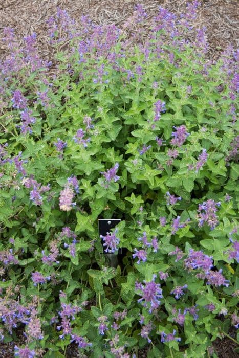 catmint 'Little Titch'