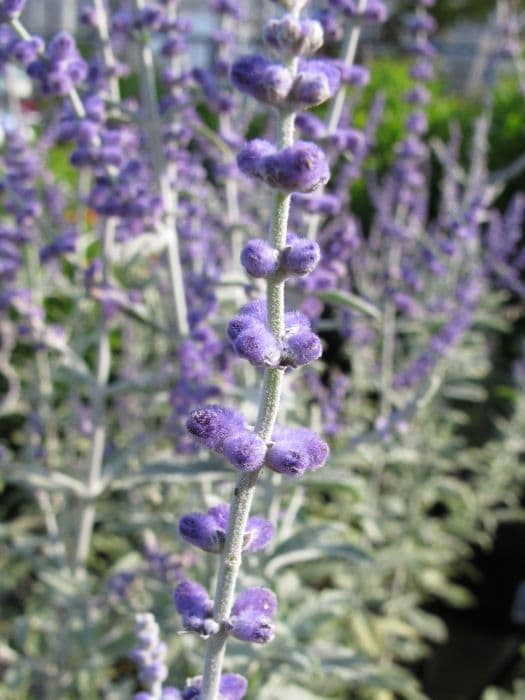 Russian sage [Silvery Blue]