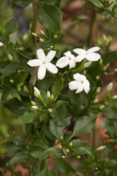 Angular jasmine