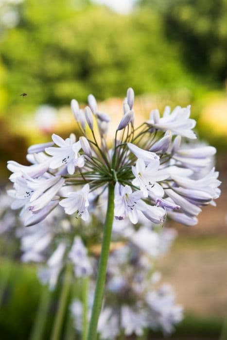 African lily 'Stockholm'