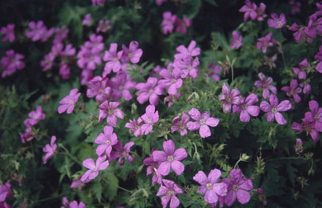 Endres's cranesbill