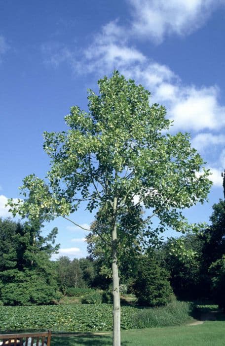 tulip tree 'Aureomarginatum'