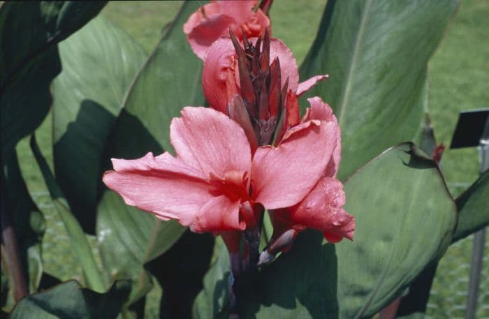 canna 'Aphrodite'