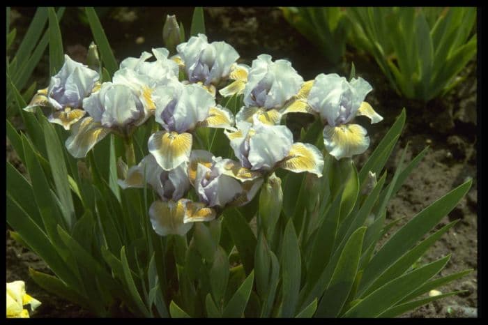 iris 'Bromyard'