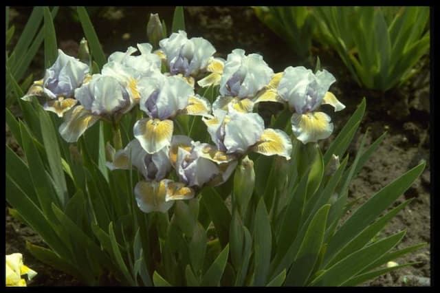 Iris 'Bromyard'