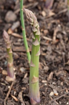 asparagus 'Gijnlim'