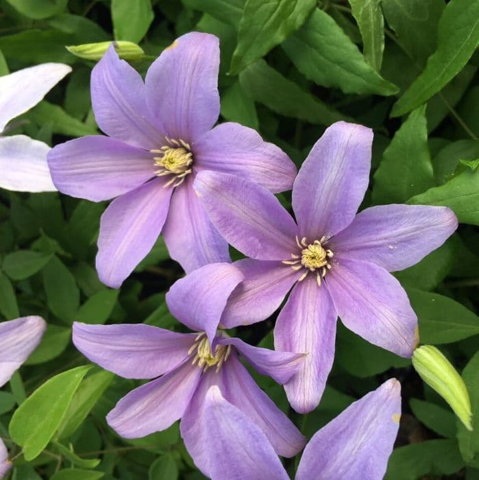 clematis [Spotlight]