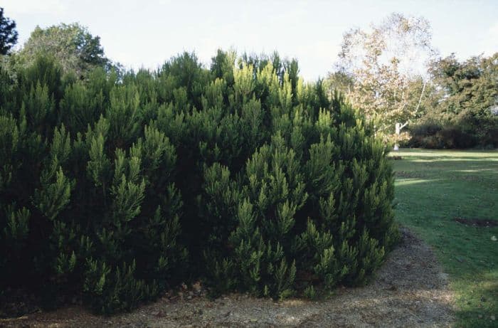 alpine tree heather