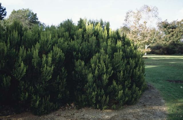 Alpine tree heather