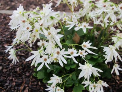 saxifrage 'Shiranami'