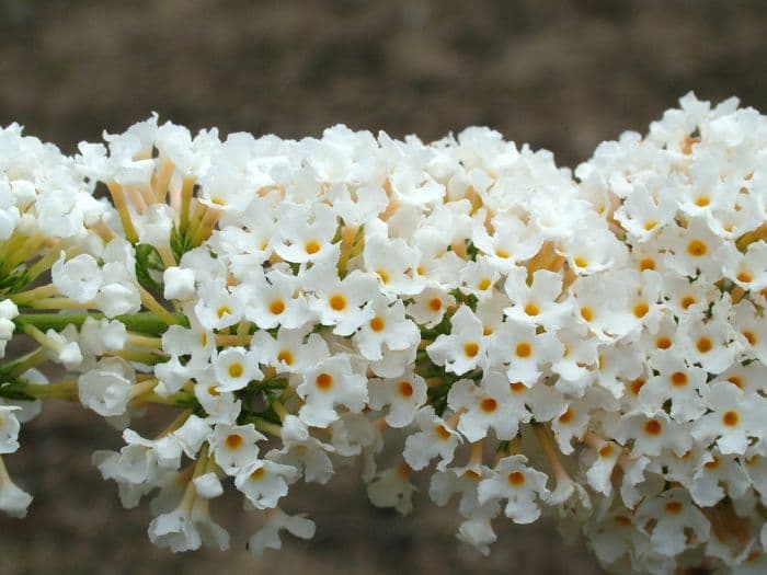 butterfly bush 'White Cloud'