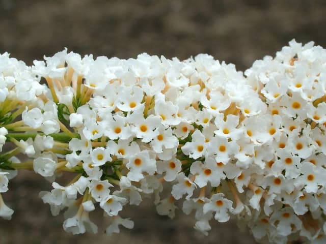 Butterfly bush 'White Cloud'