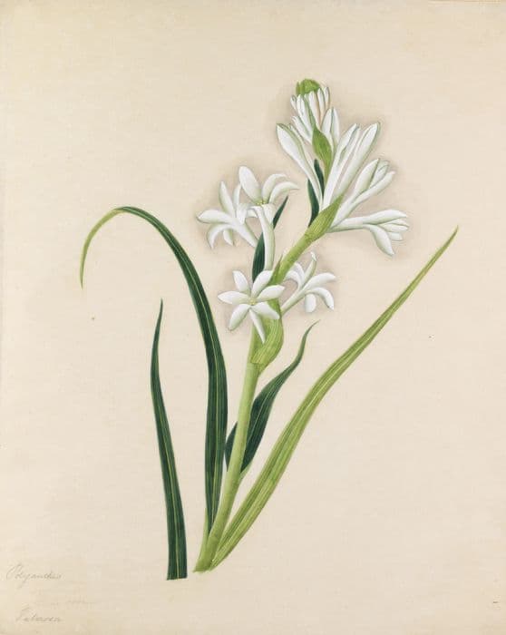 tuberose