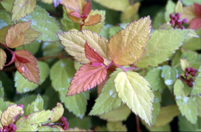 Japanese spirea Magic Carpet