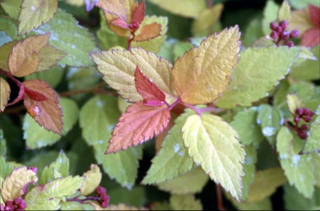 Japanese spirea Magic Carpet