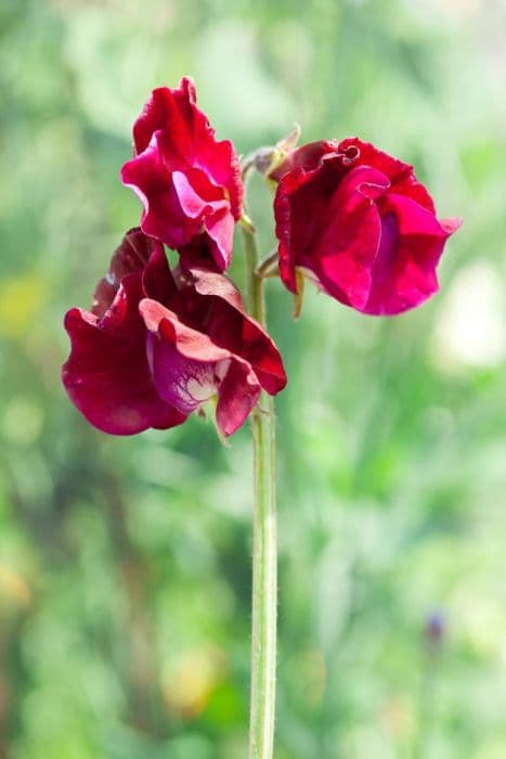 sweet pea 'Windsor'