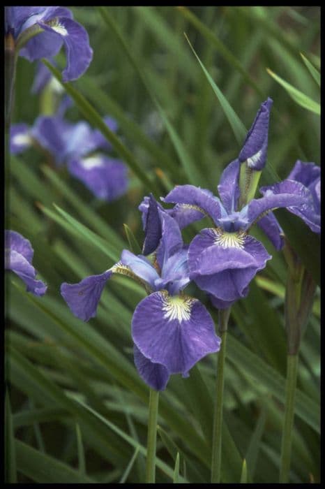 Siberian iris 'Annemarie Troeger'