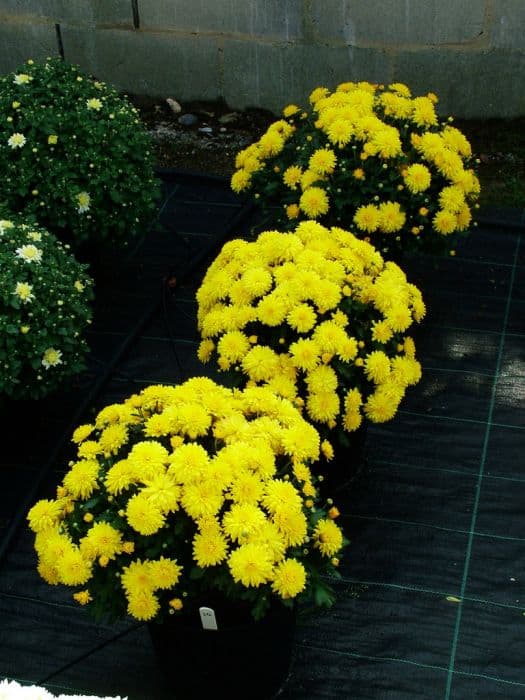 Chrysanthemum 'Action Yellow'