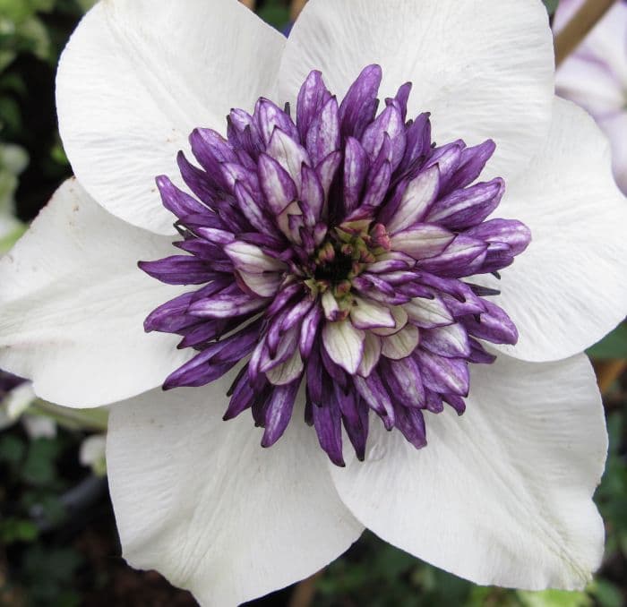 clematis 'Sieboldiana'