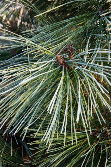 Jeffrey's pine 'Joppi'